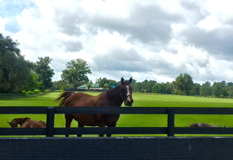 Horses in Ocala, Florida